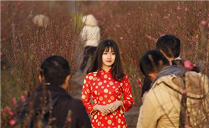           Reuters chọn đào hoa chân dung pic cho Việt Nam      