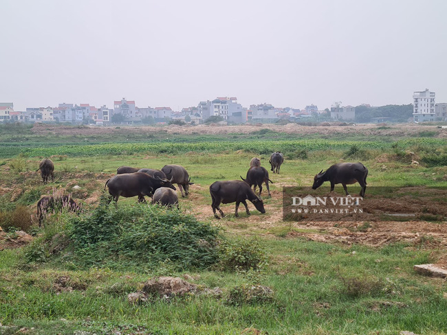 Siêu dự án 'đắp chiếu' cả thập kỷ bất ngờ ồ ạt rao bán - Ảnh 4.