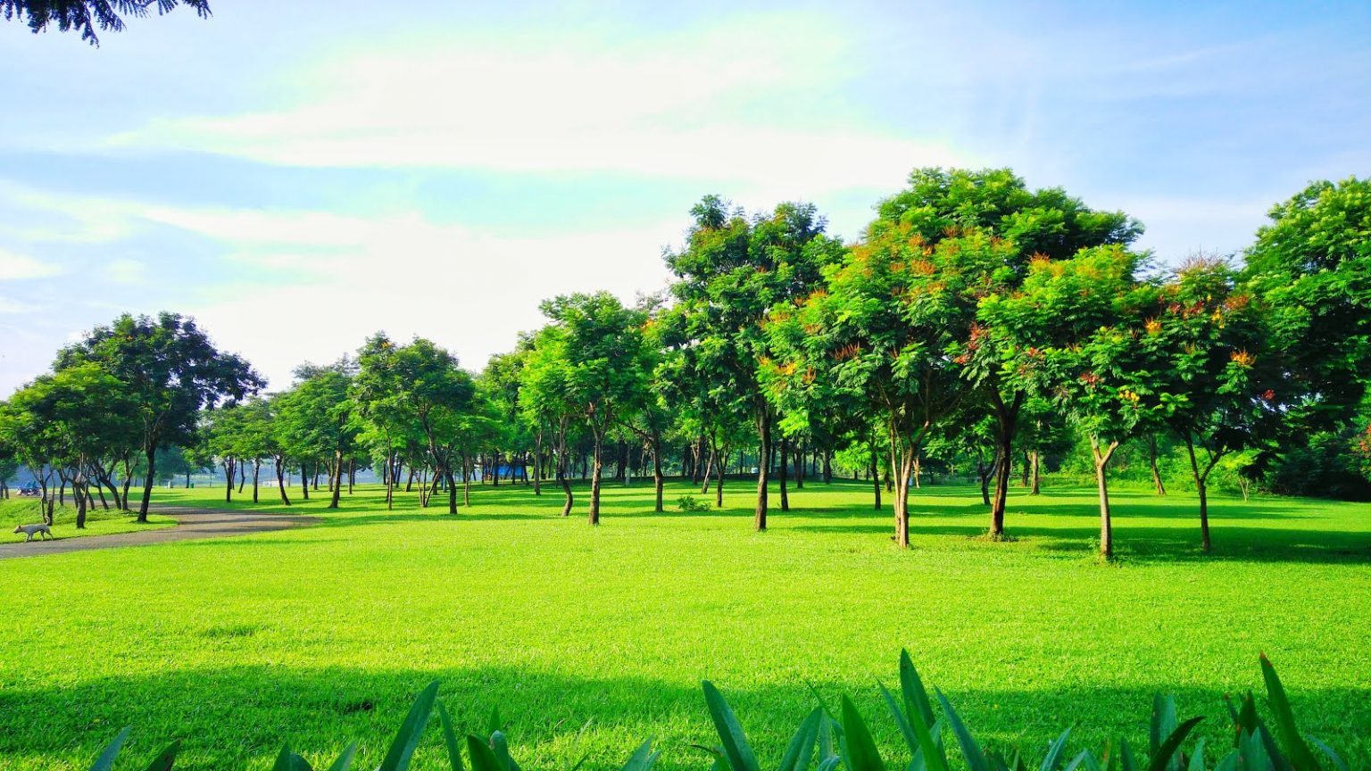 công viên dự án central residence yên sở