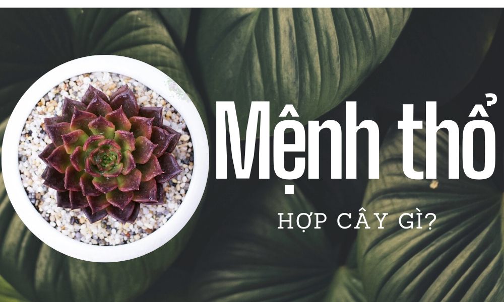 Mệnh thổ hợp cây gì