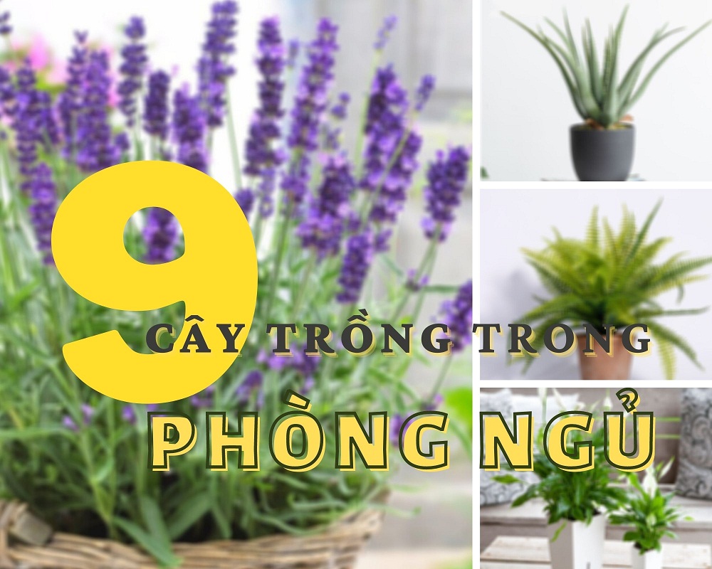 Cây trồng trong phòng ngủ