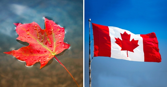 Lá phong đỏ, biểu tượng của người dân Canada