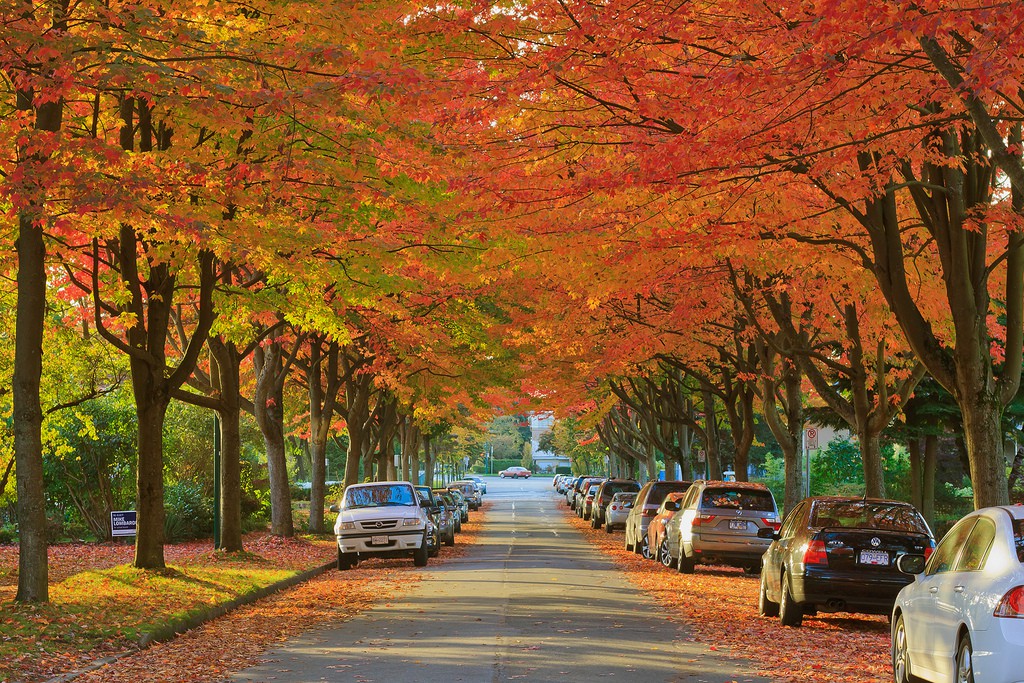 Con đường mùa thu đẹp nhất xứ Canada tại thành phố Vancouver, Canada