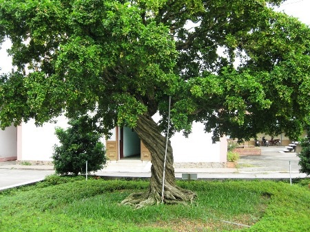 Cây nguyệt quế thân xoắn có tuổi thọ hơn 200 năm, trị giá hơn 10 tỉ đồng nằm trong khuôn viên UBND huyện Cai Lậy (Tiền Giang).