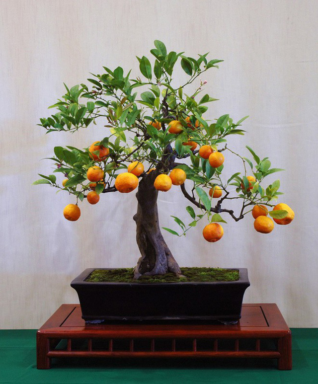 Cây quất bonsai mini đơn giản nhưng đẹp