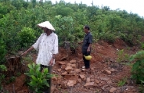 Thừa Thiên-Huế: Uẩn khúc việc biến đất nghĩa trang thành đất trồng rừng 