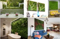 Căn nhà thêm sức sống với bức tường rêu xanh mướt