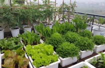 Cách trồng rau trên sân thượng bằng thùng xốp