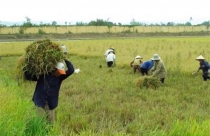 Xung quanh dự thảo Luật Đất đai (sửa đổi): Không chia lại ruộng đất nông nghiệp