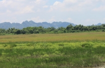 Thanh Hóa: Hơn 1.000 ha nông nghiệp đất bị nông dân chê