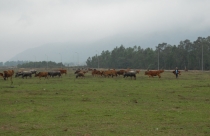 Những dự án… “làm nghèo” quê hương Nghệ An: Dự án KCN Hoàng Mai… nơi chăn thả trâu bò