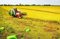 Long An chuyển đổi hơn 50ha đất trồng lúa sang đất phi nông nghiệp