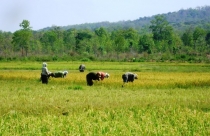 Hà Tĩnh: Chuyển đổi gần 60ha đất trồng lúa sang đất phi nông nghiệp