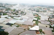 Lâm Đồng: 220ha nhà kính, nhà lưới xây dựng trên đất quy hoạch lâm nghiệp sẽ bị xử lý như thế nào?